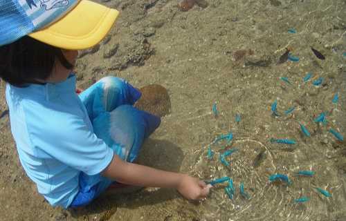 沖縄ビーチで子供と餌付けで遊ぶ