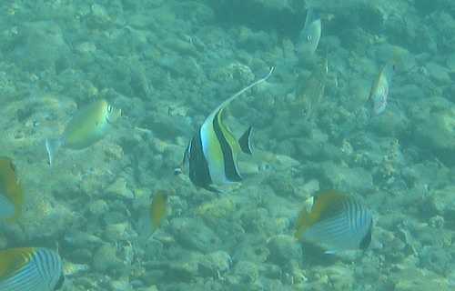 泳いで見ることのできる沖縄の魚ツノダシ