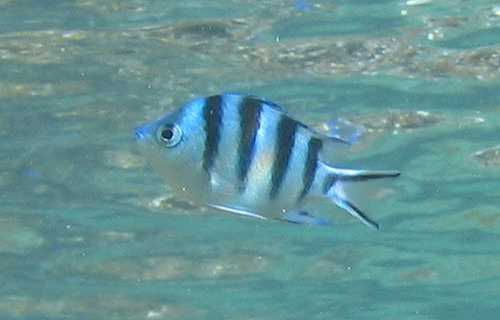 泳いで見ることのできる沖縄の魚ロクセンスズメダイ