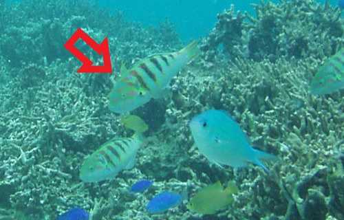 泳がずに見ることのできる沖縄の魚ヤマブキベラ