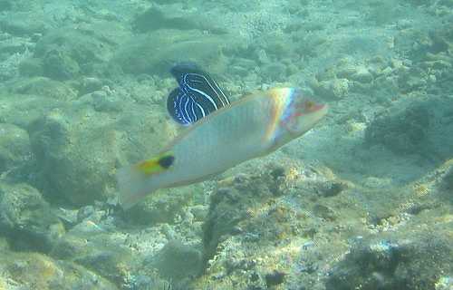 泳がずに見ることのできる沖縄の魚ミツボシキュウセン