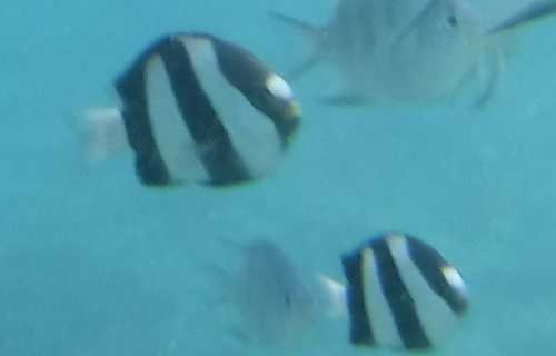 泳いで見ることのできる沖縄の魚ミスジリュウキュウスズメダイ