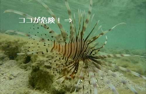 沖縄の危険生物　ミノカサゴ