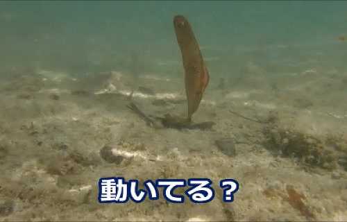 沖縄海のおもしろくて変わった生き物