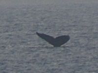 クジラの尾