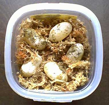 �܂��T�ł�