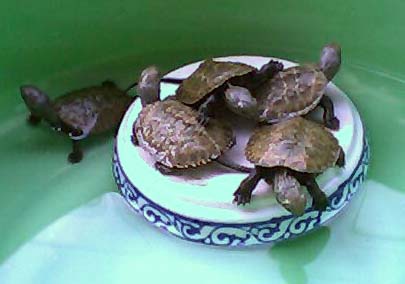 �T�C���C�ł�