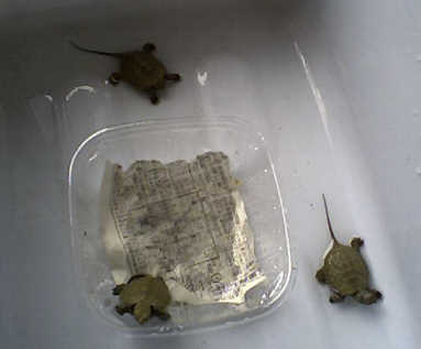 1�C���C�������̂Ŋu���ł�