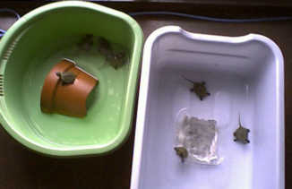 �S�C�ƂR�C�ł�