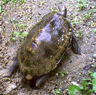 �Y�ݗ��Ƃ��u�Ԃł�