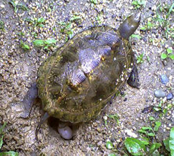 �Y�݂܂���