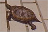 �炪������