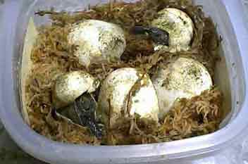 �Y�܂�܂���