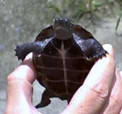 �͂��߂܂��ăN�T�`�r�P���ł�