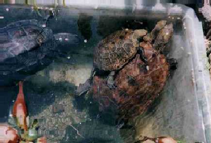 �傫�Ȃ��ꂳ��Ɋ��Y���ăG�T��H�ׂ�`�r�C�V�K���B