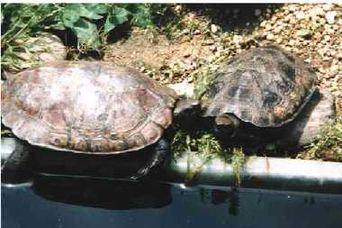 ����������Ƃ��˂������