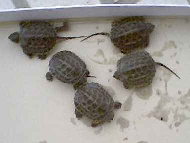 �q���T�Ђ��S��