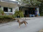 �����b�ɂȂ����u�C�u���v